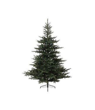Sapin Grandis fin