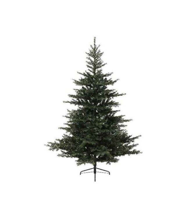 Sapin Grandis fin