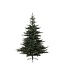 Sapin Grandis fin