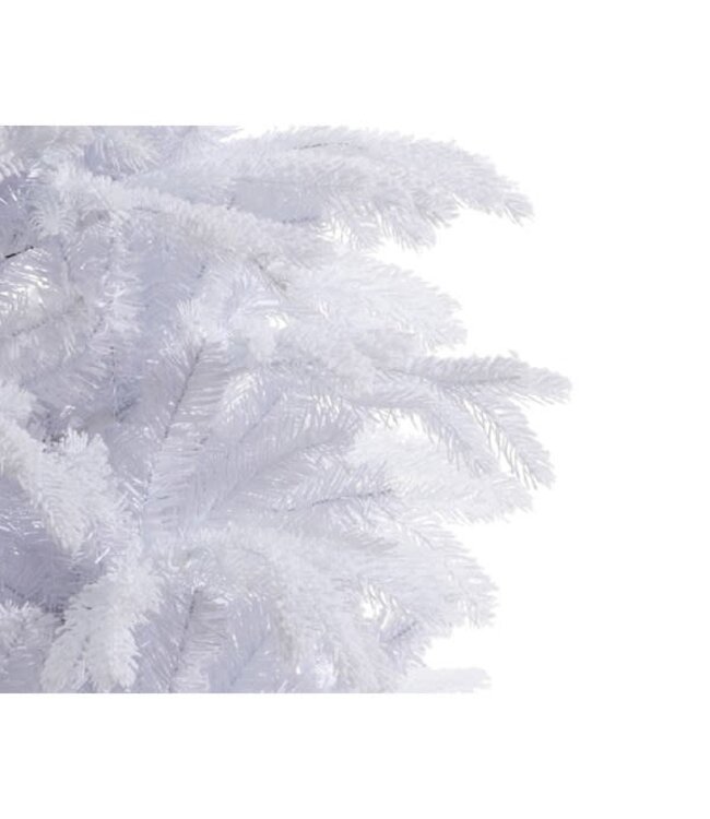 Sapin Sunndal givré blanc