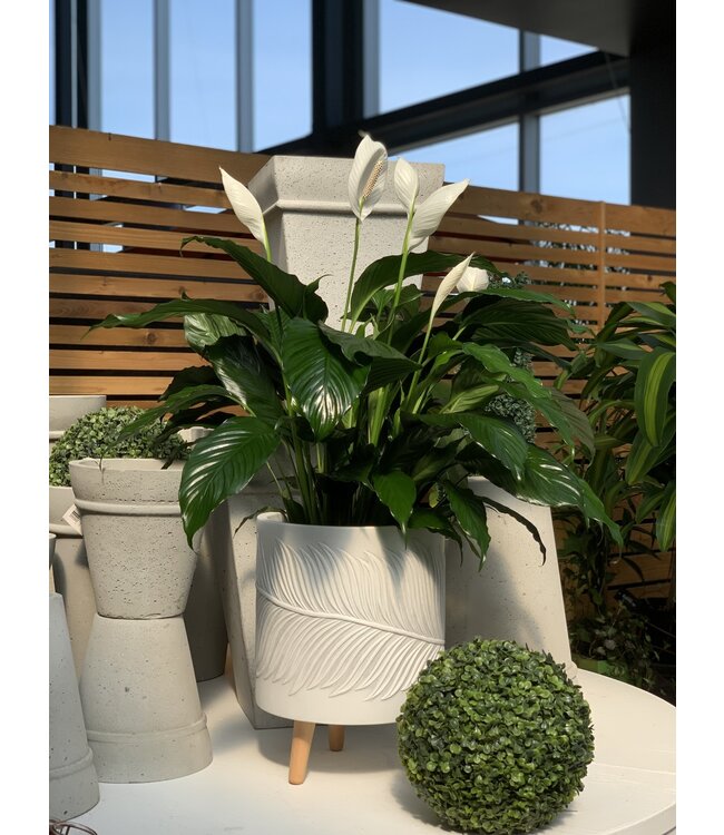 Spathiphyllum
