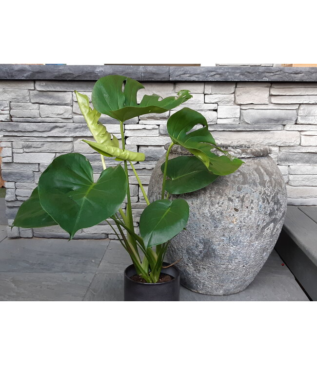 Monstera deliciosa | Plante tropicale pour la maison