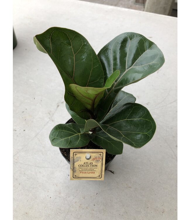 Ficus lyrata