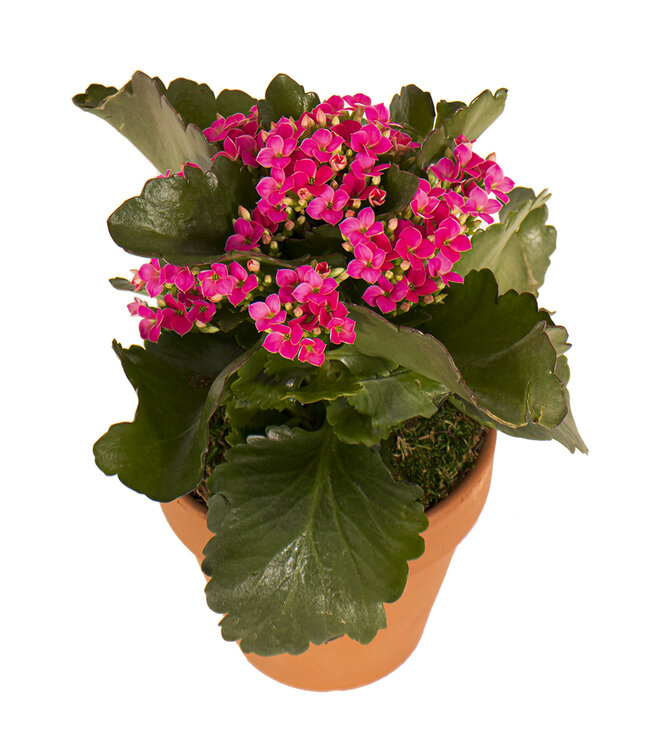 Kalanchoe 6 po | Fleurs colorés pour personnaliser votre environnement