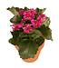 Kalanchoe 6 po | Fleurs colorés pour personnaliser votre environnement