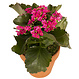 Kalanchoe