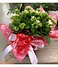 Kalanchoe 6 po | Fleurs colorés pour personnaliser votre environnement