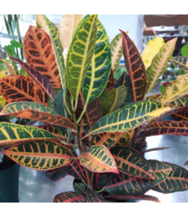 Croton Petra