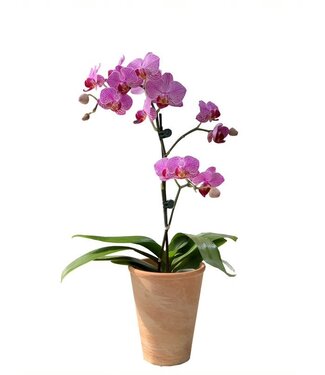 Orchidée Phalaenopsis