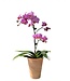 Orchidée Phalaenopsis | Éclat et floraison durable