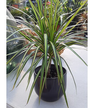 Dracaena Kiwi