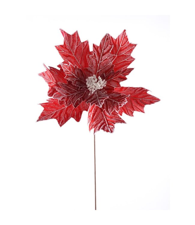 Tige de poinsettia rouge givrée