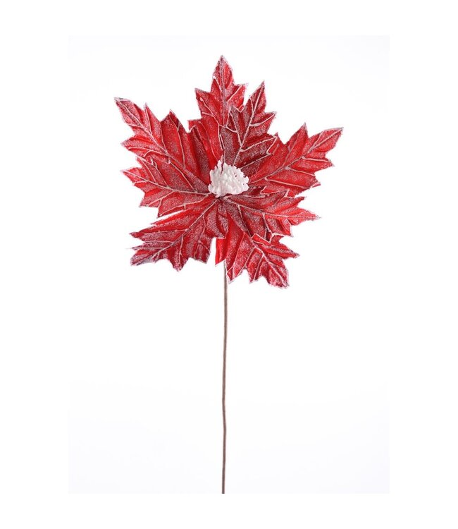 Tige de poinsettia rouge givrée