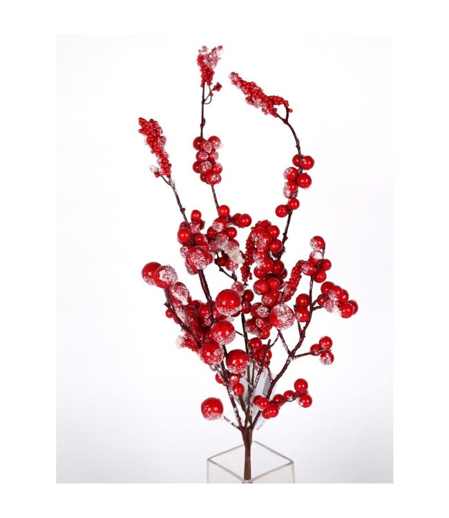 Pic de baies rouge enneigé | scintillante