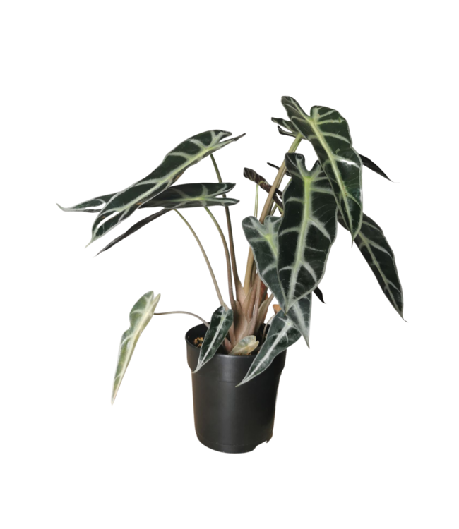 Alocasia Polly