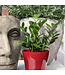 Zamioculcas