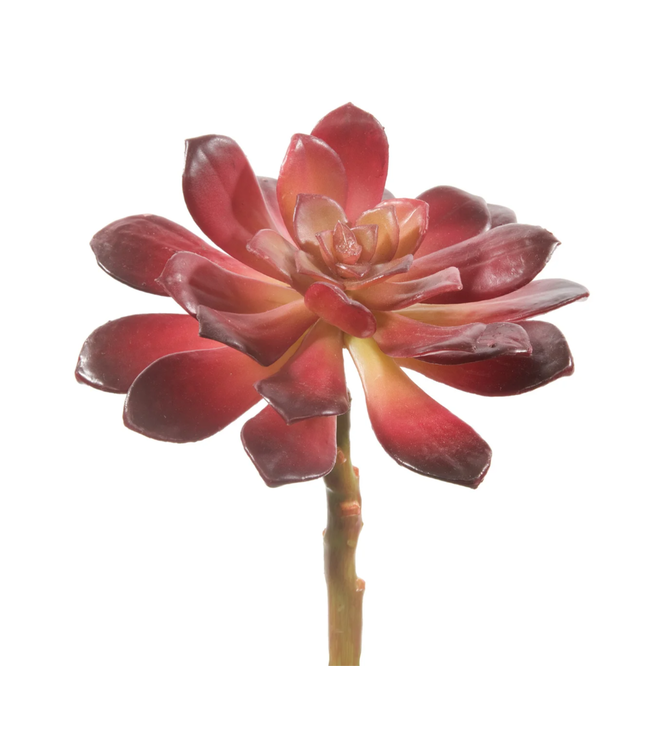 Succulente bourgogne