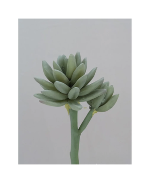 Pachyphytum