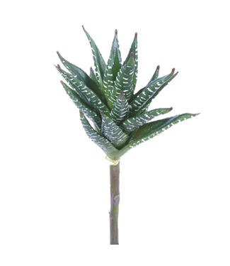Aloès Haworthioides 11 po