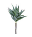 Aloès Haworthioides 11 po
