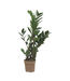 Zamioculcas