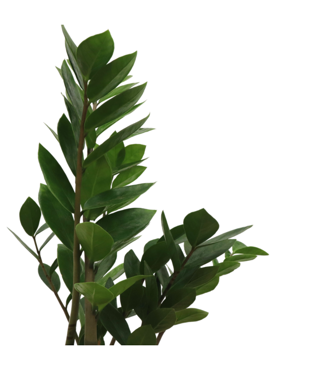 Zamioculcas
