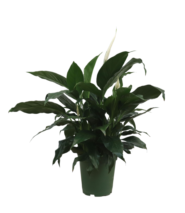 Spathiphyllum
