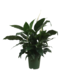 Spathiphyllum