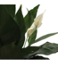Spathiphyllum