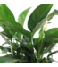 Spathiphyllum