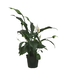 Spathiphyllum