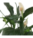 Spathiphyllum