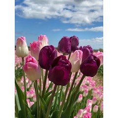Tulipe Prince Edward Island 20 unités