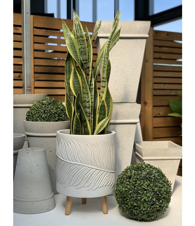 Sansevieria Laurentii