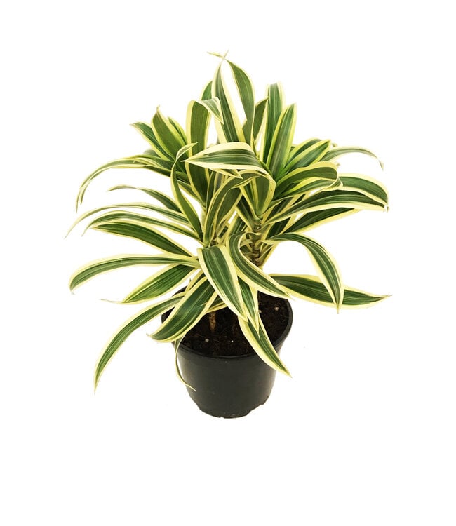 Dracaena Song of India (pleomele)