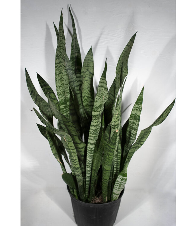 Sansevieria Zeylanica