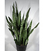 Sansevieria Zeylanica