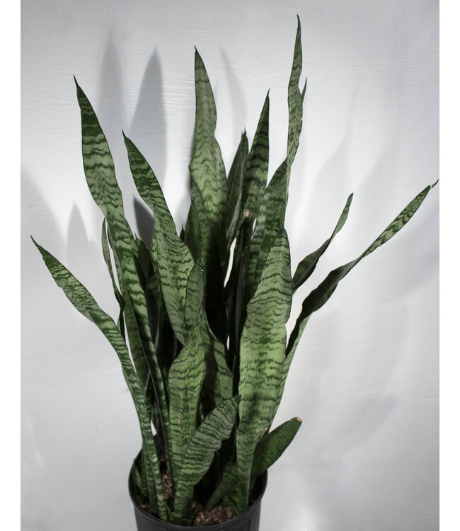 Sansevieria Zeylanica