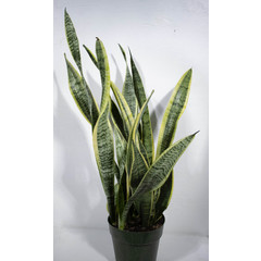 Sansevieria Laurentii