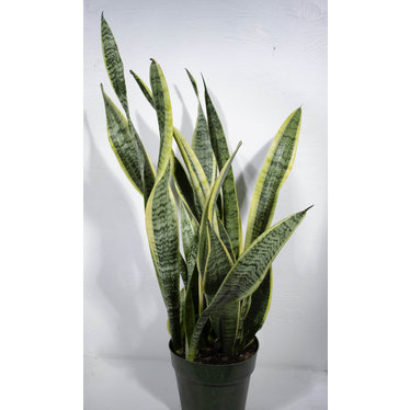 Sansevieria Laurentii