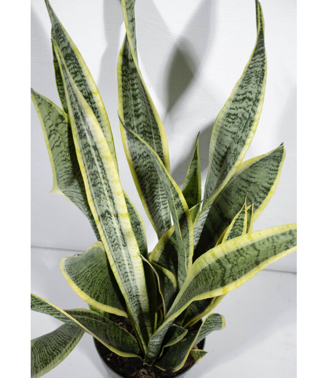 Sansevieria Laurentii