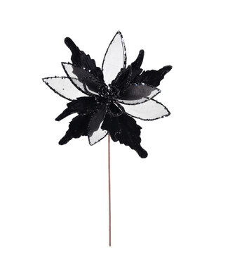 Tige de poinsettia noir
