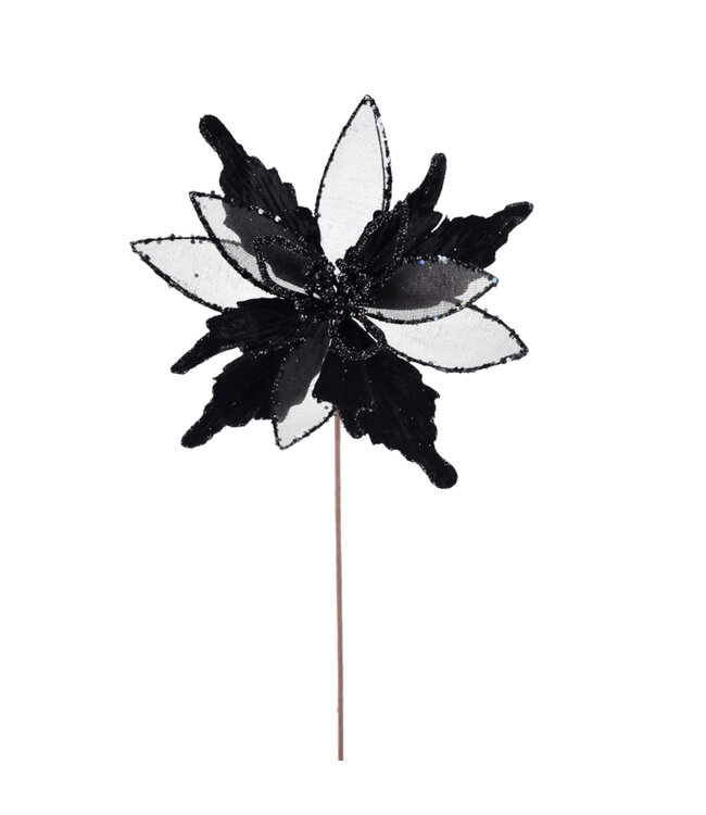 Tige de poinsettia noir