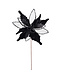 Tige de poinsettia noir