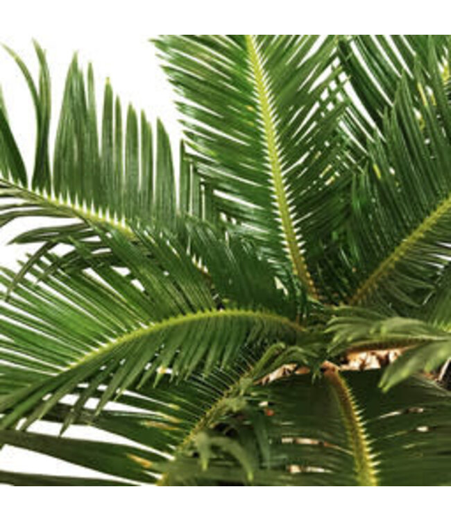 Cycas revoluta