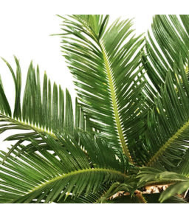 Cycas revoluta