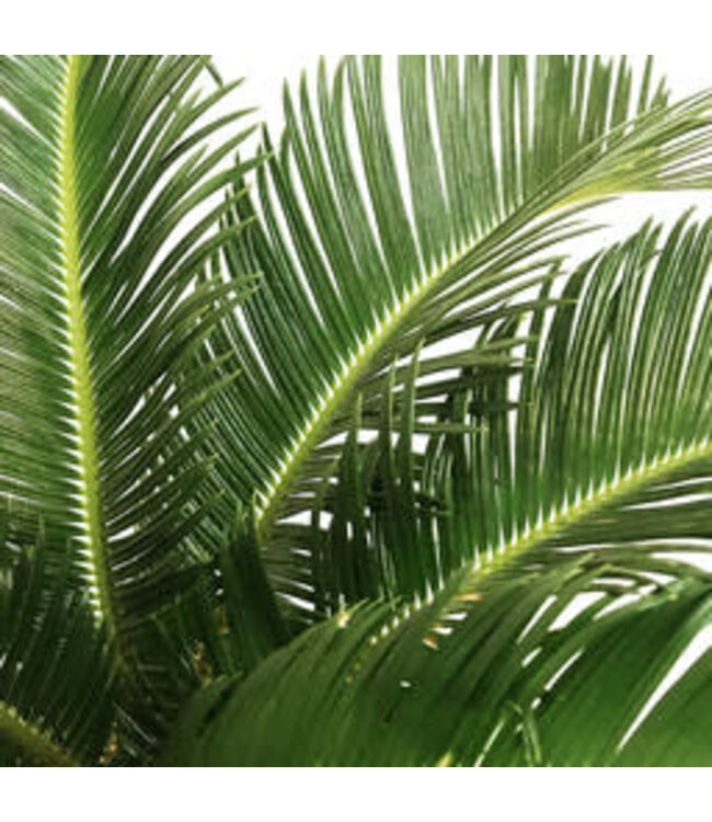 Cycas revoluta