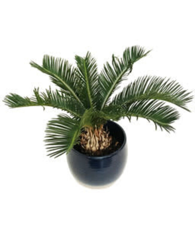 Cycas revoluta