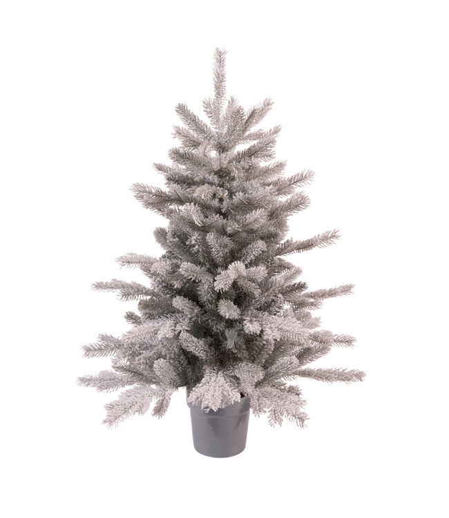 Mini sapin Grandis givré en pot