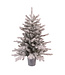 Mini sapin Grandis givré en pot